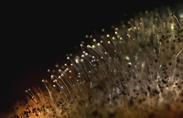 How Mold Affects Indoor Air Quality and Family Health